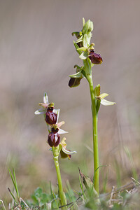 Ophrys exaltata (Orchidaceae)  - Ophrys exalté Bas-Ampurdan [Espagne] 09/04/2010 - 20m