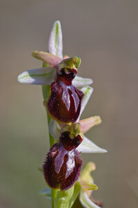 Ophrys exaltata (Orchidaceae)  - Ophrys exalté Bas-Ampurdan [Espagne] 09/04/2010 - 20m