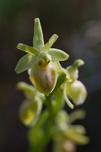 Ophrys exaltata (Orchidaceae)  - Ophrys exalté Haut-Ampurdan [Espagne] 10/04/2010 - 20m