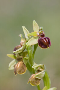 Ophrys exaltata (Orchidaceae)  - Ophrys exalté Tarn [France] 13/04/2010 - 280m