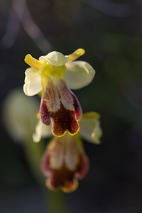 Ophrys fusca (Orchidaceae)  - Ophrys brun Pyrenees-Orientales [France] 04/04/2010 - 30m