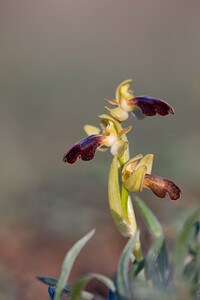 Ophrys fusca (Orchidaceae)  - Ophrys brun Pyrenees-Orientales [France] 05/04/2010 - 30m