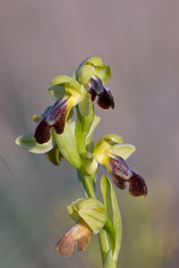 Ophrys fusca (Orchidaceae)  - Ophrys brun Pyrenees-Orientales [France] 05/04/2010 - 30m