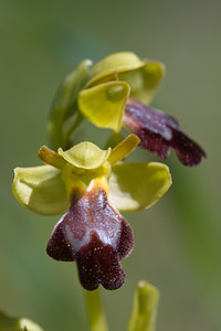 Ophrys fusca (Orchidaceae)  - Ophrys brun Haut-Ampurdan [Espagne] 05/04/2010 - 10m