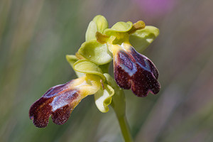 Ophrys fusca (Orchidaceae)  - Ophrys brun Haut-Ampurdan [Espagne] 05/04/2010 - 10m