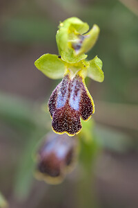 Ophrys marmorata (Orchidaceae)  - Ophrys marbré Aude [France] 11/04/2010 - 70m