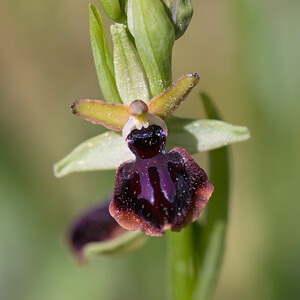 Ophrys passionis (Orchidaceae)  - Ophrys de la Passion Haut-Ampurdan [Espagne] 05/04/2010 - 10m