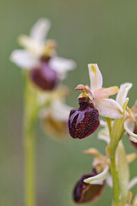 Ophrys passionis (Orchidaceae)  - Ophrys de la Passion Bas-Ampurdan [Espagne] 08/04/2010