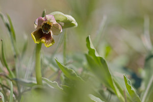 Ophrys tenthredinifera (Orchidaceae)  - Ophrys tenthrède Haut-Ampurdan [Espagne] 05/04/2010 - 10m