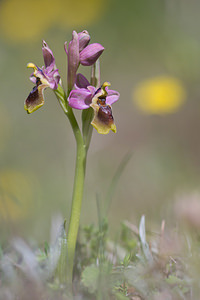 Ophrys tenthredinifera (Orchidaceae)  - Ophrys tenthrède Haut-Ampurdan [Espagne] 05/04/2010 - 10m