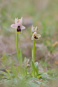 Ophrys tenthredinifera (Orchidaceae)  - Ophrys tenthrède Bas-Ampurdan [Espagne] 06/04/2010 - 90m