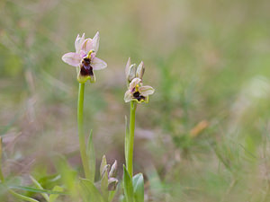 Ophrys tenthredinifera (Orchidaceae)  - Ophrys tenthrède Bas-Ampurdan [Espagne] 06/04/2010 - 90m