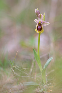 Ophrys tenthredinifera (Orchidaceae)  - Ophrys tenthrède Bas-Ampurdan [Espagne] 06/04/2010 - 90m