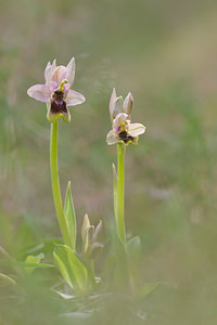 Ophrys tenthredinifera (Orchidaceae)  - Ophrys tenthrède Bas-Ampurdan [Espagne] 06/04/2010 - 90m