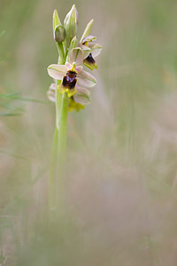 Ophrys tenthredinifera (Orchidaceae)  - Ophrys tenthrède Bas-Ampurdan [Espagne] 06/04/2010 - 90m