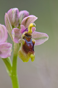 Ophrys tenthredinifera (Orchidaceae)  - Ophrys tenthrède Bas-Ampurdan [Espagne] 06/04/2010 - 90m