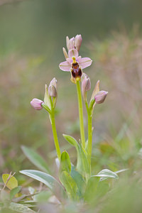 Ophrys tenthredinifera (Orchidaceae)  - Ophrys tenthrède Bas-Ampurdan [Espagne] 06/04/2010 - 90m