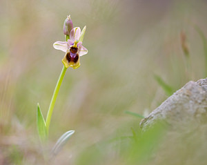 Ophrys tenthredinifera (Orchidaceae)  - Ophrys tenthrède Bas-Ampurdan [Espagne] 06/04/2010 - 90m