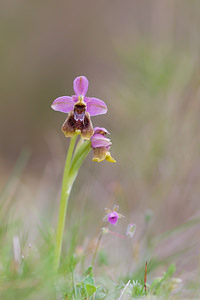 Ophrys tenthredinifera Ophrys tenthrède