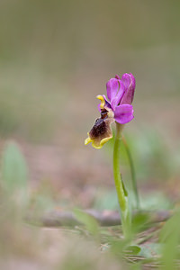 Ophrys tenthredinifera (Orchidaceae)  - Ophrys tenthrède Bas-Ampurdan [Espagne] 08/04/2010 - 150m