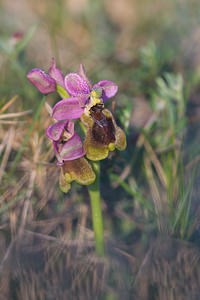 Ophrys tenthredinifera (Orchidaceae)  - Ophrys tenthrède Haut-Ampurdan [Espagne] 10/04/2010 - 10m