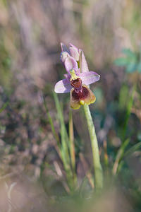 Ophrys tenthredinifera (Orchidaceae)  - Ophrys tenthrède Haut-Ampurdan [Espagne] 10/04/2010 - 10m