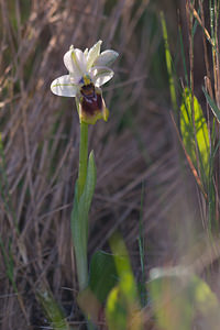 Ophrys tenthredinifera (Orchidaceae)  - Ophrys tenthrède Haut-Ampurdan [Espagne] 10/04/2010 - 10m