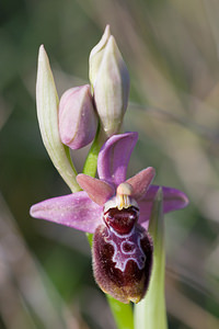 Ophrys tenthredinifera (Orchidaceae)  - Ophrys tenthrède Haut-Ampurdan [Espagne] 10/04/2010 - 10m