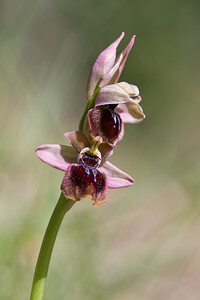 Ophrys x surdi (Orchidaceae) Ophrys passionis x Ophrys tenthredinifera. Haut-Ampurdan [Espagne] 05/04/2010 - 10m