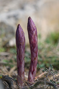 Orobanche latisquama (Orobanchaceae)  Moianes [Espagne] 06/04/2010 - 570m