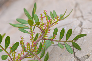 Pistacia lentiscus (Anacardiaceae)  - Pistachier lentisque, Lentisque, Arbre au mastic Bas-Ampurdan [Espagne] 06/04/2010