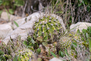 Plantes Diverses Bas-Ampurdan [Espagne] 06/04/2010 - 90m