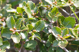 Quercus coccifera (Fagaceae)  - Chêne Kermès Bas-Ampurdan [Espagne] 06/04/2010 - 90m