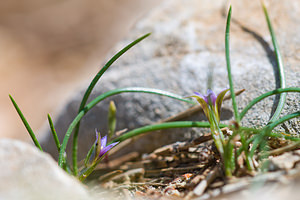 Romulea columnae (Iridaceae)  - Romulée de Colonna, Romulée à petites fleurs - Sand Crocus Bas-Ampurdan [Espagne] 06/04/2010 - 90m