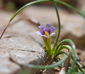 Romulea columnae (Iridaceae)  - Romulée de Colonna, Romulée à petites fleurs - Sand Crocus Bas-Ampurdan [Espagne] 06/04/2010 - 90m