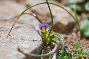 Romulea columnae (Iridaceae)  - Romulée de Colonna, Romulée à petites fleurs - Sand Crocus Bas-Ampurdan [Espagne] 06/04/2010 - 90m