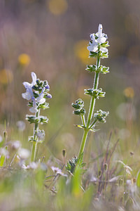 Salvia verbenaca (Lamiaceae)  - Sauge verveine, Sauge fausse verveine - Wild Clary Haut-Ampurdan [Espagne] 05/04/2010 - 10m