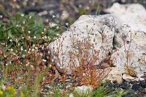 Saxifraga tridactylites (Saxifragaceae)  - Saxifrage à trois doigts, Petite saxifrage - Rue-leaved Saxifrage Tarn [France] 13/04/2010 - 280m