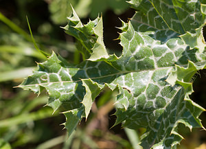 Silybum marianum (Asteraceae)  - Silybe de Marie, Chardon marie, Chardon marbré - Milk Thistle Bas-Ampurdan [Espagne] 09/04/2010 - 10m