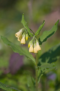 Symphytum tuberosum (Boraginaceae)  - Consoude tubéreuse, Consoude à tubercules - Tuberous Comfrey Tarn [France] 13/04/2010 - 300m