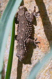 Tarentola mauritanica (Phyllodactylidae)  - Tarente de Maurétanie - Moorish Gecko Bas-Ampurdan [Espagne] 06/04/2010 - 150m