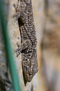 Tarentola mauritanica (Phyllodactylidae)  - Tarente de Maurétanie - Moorish Gecko Bas-Ampurdan [Espagne] 06/04/2010 - 150m