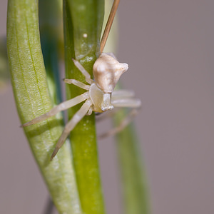 Thomisus onustus (Thomisidae)  - Thomise replet Pyrenees-Orientales [France] 05/04/2010 - 30m