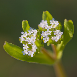 Valerianella locusta (Caprifoliaceae)  - Valérianelle potagère, Mache doucette, Mache, Doucette - Common Cornsalad Aveyron [France] 13/04/2010 - 320m