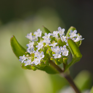 Valerianella locusta (Caprifoliaceae)  - Valérianelle potagère, Mache doucette, Mache, Doucette - Common Cornsalad Aveyron [France] 13/04/2010 - 320m