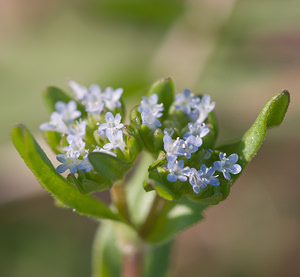 Valerianella locusta (Caprifoliaceae)  - Valérianelle potagère, Mache doucette, Mache, Doucette - Common Cornsalad Aveyron [France] 13/04/2010 - 320m