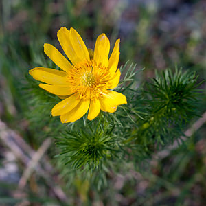 Adonis vernalis (Ranunculaceae)  - Adonis de printemps Lozere [France] 25/05/2010 - 930m