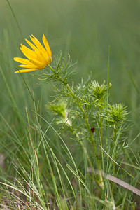 Adonis vernalis (Ranunculaceae)  - Adonis de printemps Lozere [France] 27/05/2010 - 1110m