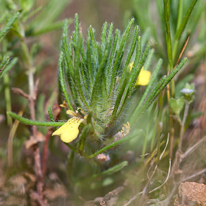 Ajuga chamaepitys (Lamiaceae)  - Bugle petit-pin, Petite ivette, Bugle jaune - Ground-pine Lozere [France] 25/05/2010 - 990m
