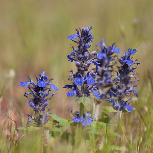 Ajuga reptans (Lamiaceae)  - Bugle rampante, Consyre moyenne - Bugle Lozere [France] 25/05/2010 - 990m